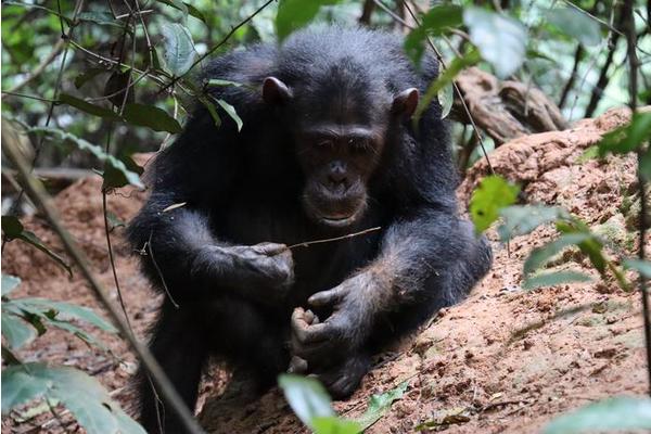 New Research Uncovers Chimpanzees as ‘Engineers’: Selecting Materials for Tool Making Based on Structural and Mechanical Properties