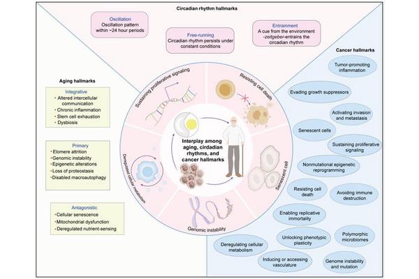 Exploring the Shared Features and Interrelated Mechanisms of Aging, Circadian Rhythms, and Cancer: Potential Impacts on Treatment Approaches