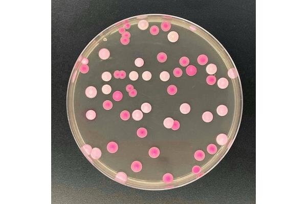 Antifungal Application in Agriculture Linked to Rising Resistance in Infectious Yeast