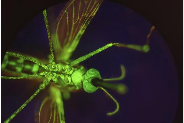 Breakthrough Discovery: Nitisinone Transforms Human Blood into Mosquito Repellent