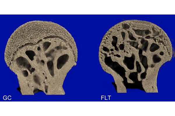 Microgravity Research: Mice on the International Space Station Reveal Bone Loss Patterns That Could Inform Human Spaceflight Adaptation
