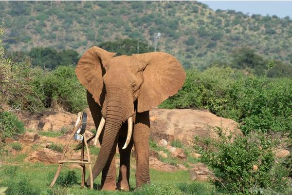 New Study Unveils Energy-Efficient Strategies in Elephant Journey Planning
