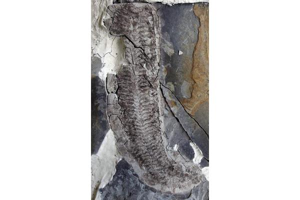 New Species Unveiled After 25 Years of Research on ‘Inside Out’ Fossil, Honoring Discoverer’s Mother with Its Name
