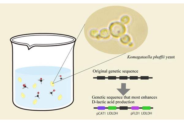 Engineered Yeast Enhances D-Lactic Acid Production: A Greener Recipe for Sustainability