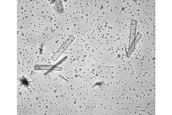Calcium’s Role in Revealing the Origins of Molecular Asymmetry in Life