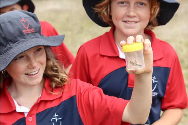Educating Children about Insects: A Boost for Environmental Awareness