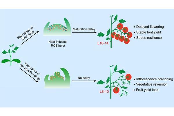 Tomato Plants Postpone Shoot Meristem Development to Enhance Resilience Against Heat Stress
