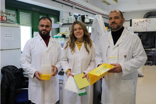 New Efficient Method Enhances Olive Fly Population Monitoring