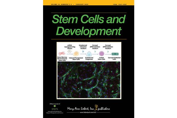 Exploring Meninges-Brain Signaling Through Organoid Fusion Models