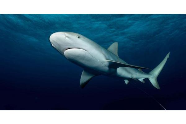 Shark Populations Plummet Due to Overfishing: Can Retention Bans Provide a Solution?