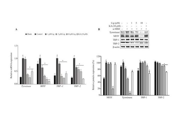 Ligustroside from Ligustrum japonicum Suppresses Melanogenesis by Inhibiting MAPK and PKA/CREB Signaling Pathways