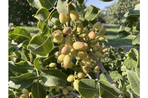 Unlocking the Secrets of Pistachio Genetics