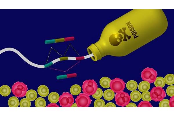 Researchers Unlock Method to Reactivate Cancer’s Molecular ‘Kill Switch’