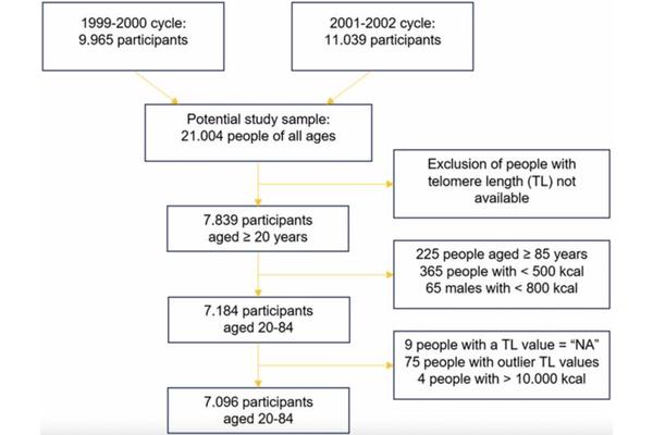 Exploring the Connection Between Diet, Lifestyle, and Telomere Length: Key Findings from NHANES Data