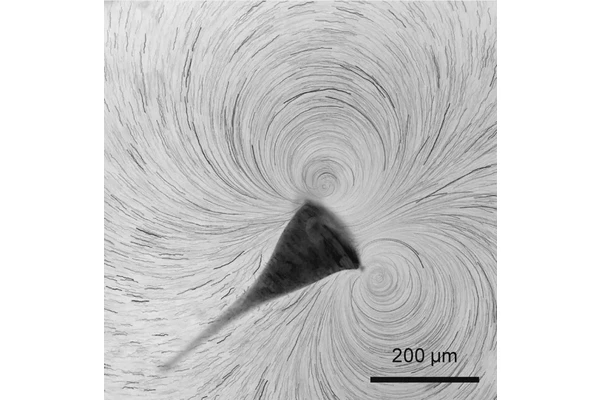 New Insights into the Evolution of Multicellular Life