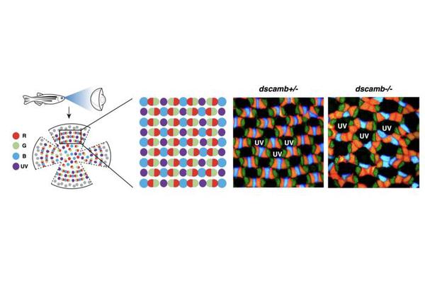 Groundbreaking Study Reveals Mechanisms Behind Retinal Cell Spacing