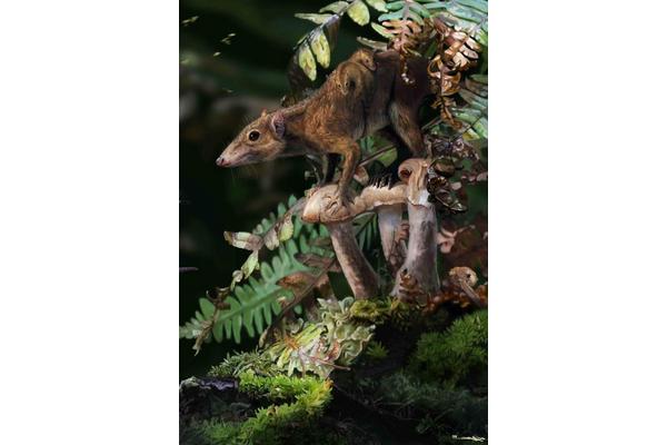 Mammals Transitioned from Arboreal to Terrestrial Life Prior to the Dinosaur-Extinction Asteroid