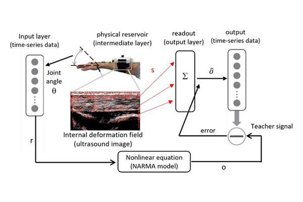 Biological Tissue as Hardware: Revolutionizing Computing with Human Biology