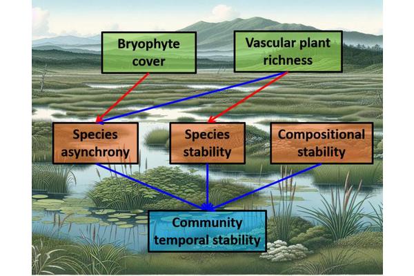Stabilizing Forces in Japanese Moorlands: The Role of Species Asynchrony and Community Composition