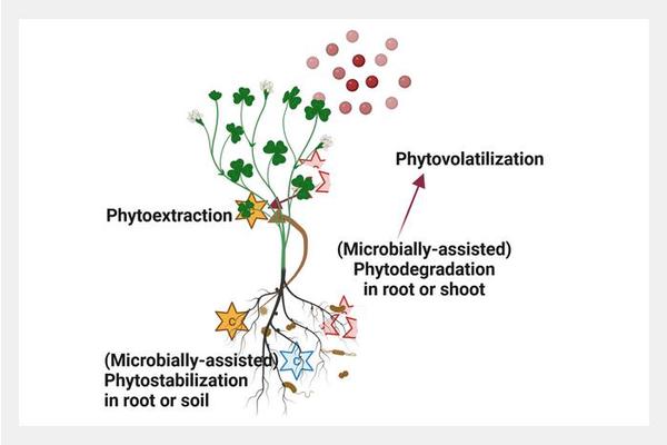 Utilizing Cover Crops to Cleanse Pollutants from Agricultural Soil
