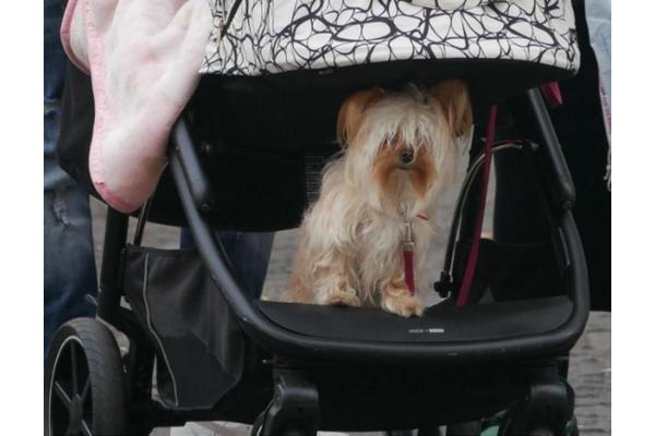 Are Dogs the New Progeny? Examining the Evolving Role of Canines in Modern Family Dynamics