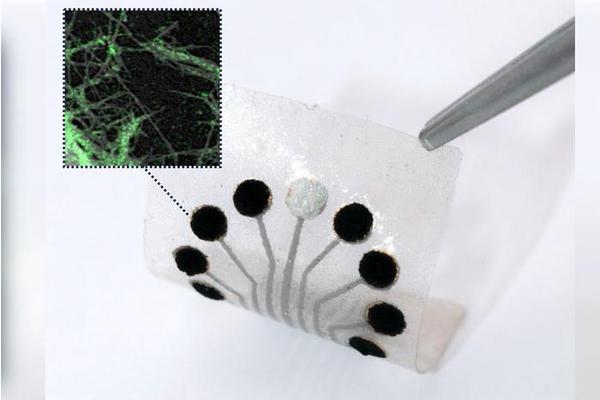 Leveraging Nature’s Blueprint: Innovative Sensor Technology Monitors Metabolism in the Human Body