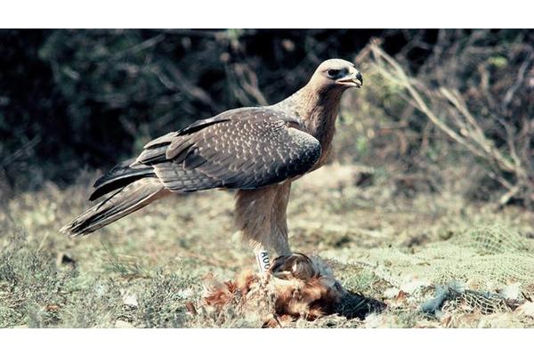 Emerging Research Shows Promising Recovery of Bonelli’s Eagle, a Threatened Species