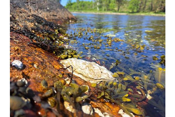Pacific Oyster May Inhabit the Baltic Sea: A Potential New Colonization