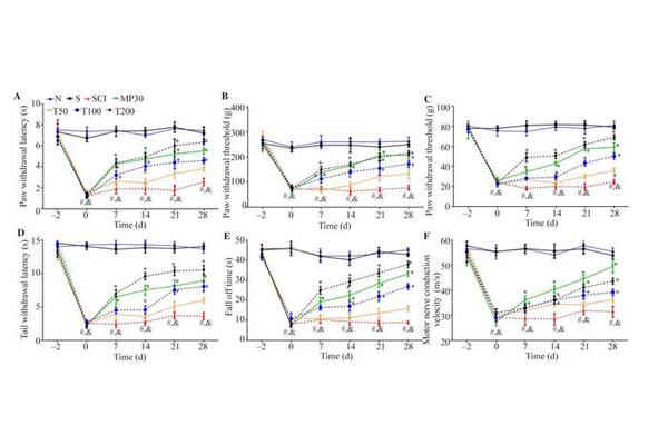 Trigonelline Protects Against Spinal Cord Injury by Modulating Inflammation, Apoptosis, and Neurotrophic Factors