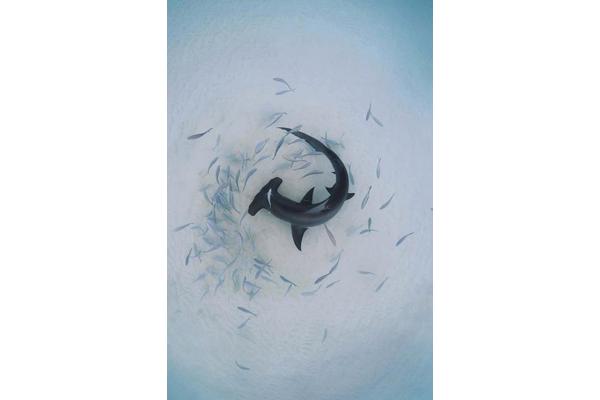 Local Legends: Some Great Hammerhead Sharks Choose the Bahamas as Their Permanent Habitat Over Migration