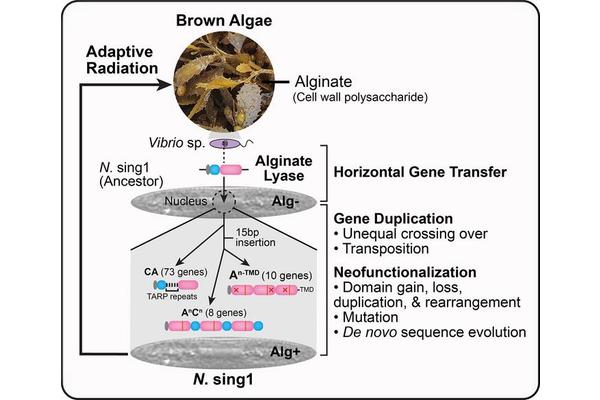 Marine Diatoms Adapt to Seaweed Diet Thanks to Borrowed Bacterial Gene