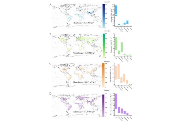 Microplastic Pollution Impairs Photosynthesis, Posing Risks to Global Food Security
