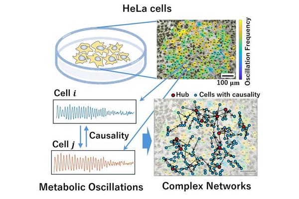 Research Team Unveils Groundbreaking Global Cooperative Interactions Among Cervical Cancer Cells