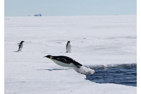 New Research Urges IUCN to Reclassify Emperor Penguins as Threatened