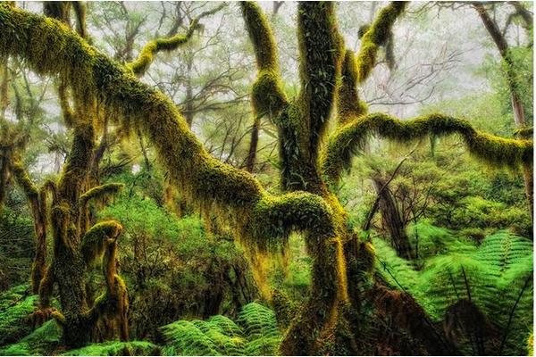 Research Uncovers How Disturbance Boosts Cool Temperate Rainforest Resilience