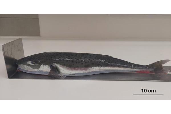 First Toxic Pufferfish Detected in Mediterranean: A Cause for Concern