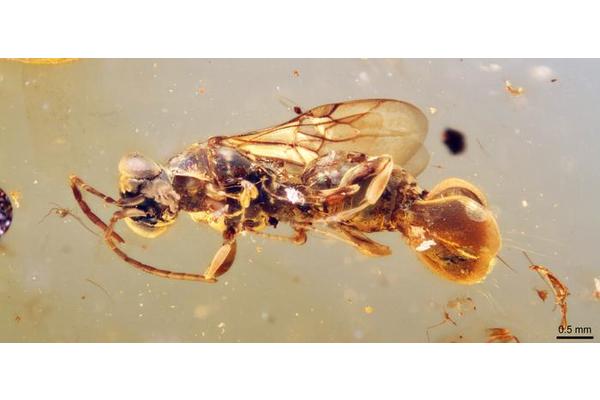 Fossil Discoveries: Ancient Parasitic ‘Venus Flytrap’ Wasp Encased in Amber