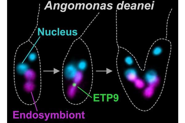 Unveiling the Evolutionary Journey of an Organelle