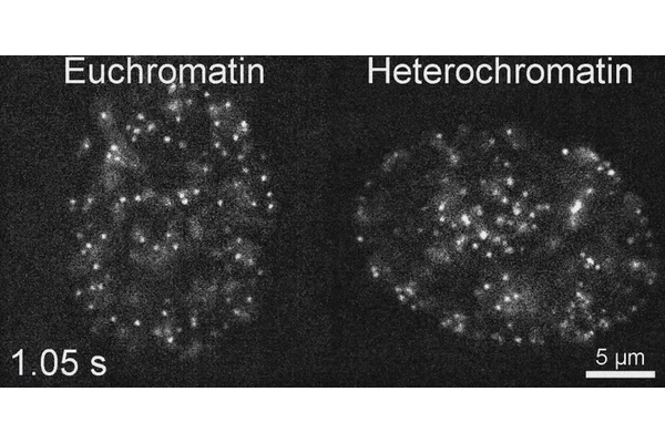 Revolutionary Live-Cell Labeling Reveals Insights into DNA Packaging and Dynamics in Cells