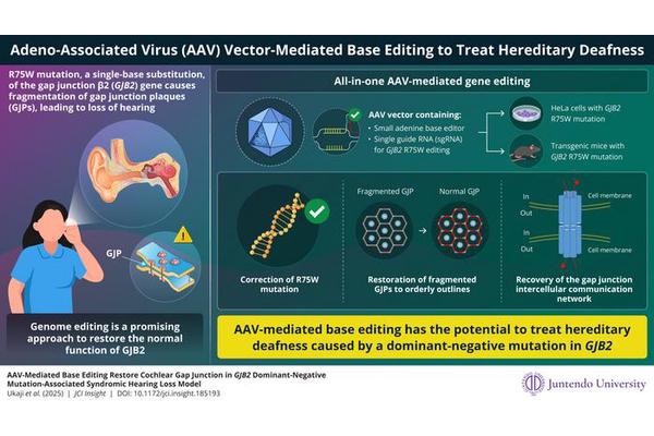 Breakthrough Study Unveils Genome Editing as a Promising Treatment for Genetic Deafness