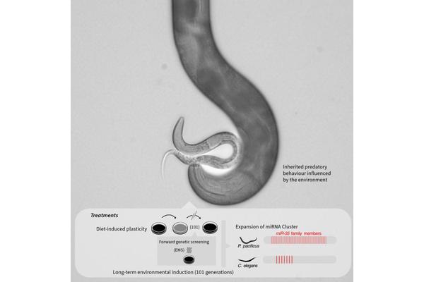 Inherited Predatory Behavior Observed Across Generations in Nematodes