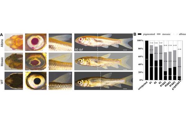 Biobreeding Technology Accelerates the Advancement of Golden Grass Carp Germplasm