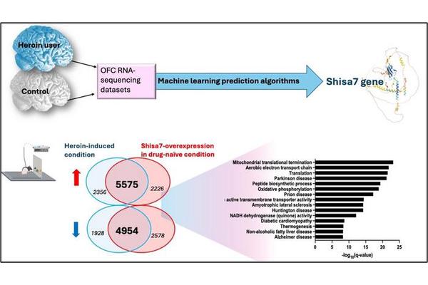 Research Uncovers Shisa7 Gene as a Crucial Factor in Heroin Addiction