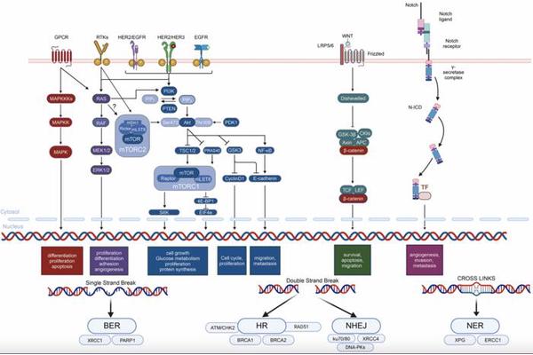 Understanding Why Certain Breast Cancer Therapies Lose Effectiveness