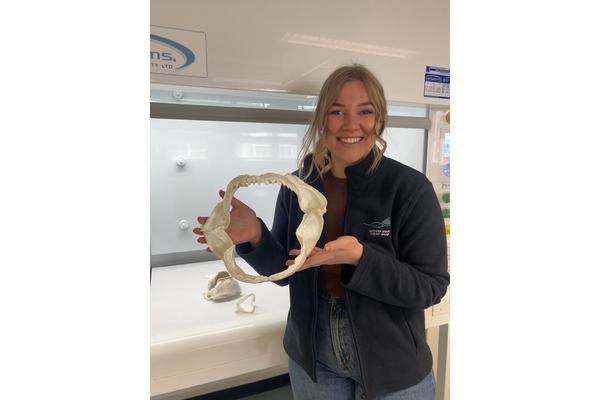 Exploring Diet History Through Preserved Shark Jaws: A Window into the Past
