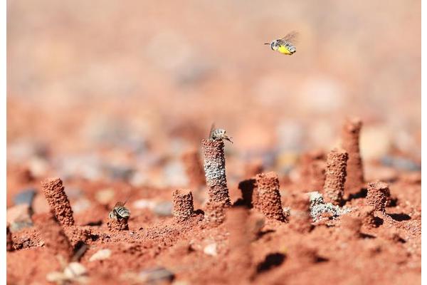 Ecologists at USU Uncover Rich Diversity of Bee Species in Utah, the Beehive State