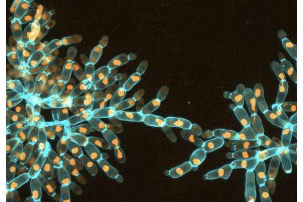 Revolutionary Discovery: Whole-Genome Duplication as a Catalyst for Long-Term Evolutionary Adaptation