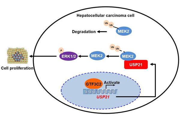 GTF3C2 Enhances Hepatocellular Carcinoma Cell Proliferation via the USP21/MEK2/ERK1/2 Signaling Pathway