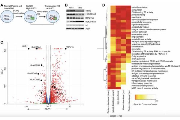 NSD2 Gene Influences Cancer Cell Characteristics in Multiple Myeloma