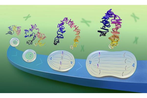Unraveling the Mysteries: How Chromosomes Prepare for Cell Division